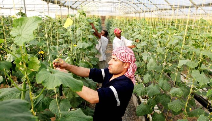 Peluang usaha rumahan di pedesaan