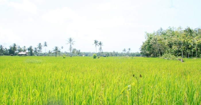 Peluang Usaha di Tuhemberua Kabupaten Nias Utara, Sumatera Utara