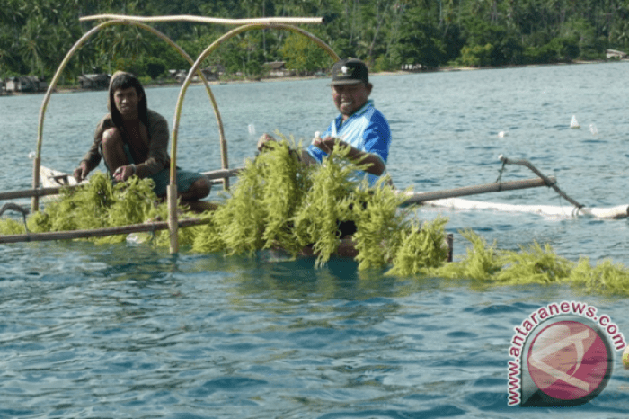 Rumput laut ntt budidaya klaster kembangkan dua pada untuk dkp umkm ntb usaha petani nusa tenggara perairan nusantaranews berinovasi mendorong Peluang Usaha di Pantar Timur Kab. Alor, Nusa Tenggara Timur
