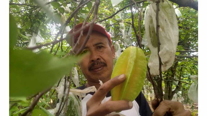 Belimbing jarang manfaat diketahui buka puasa Peluang Usaha di Belimbing Kab. Melawi, Kalimantan Barat
