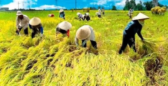 Usaha yang menjanjikan di Naman Teran Kabupaten Karo, Sumatera Utara