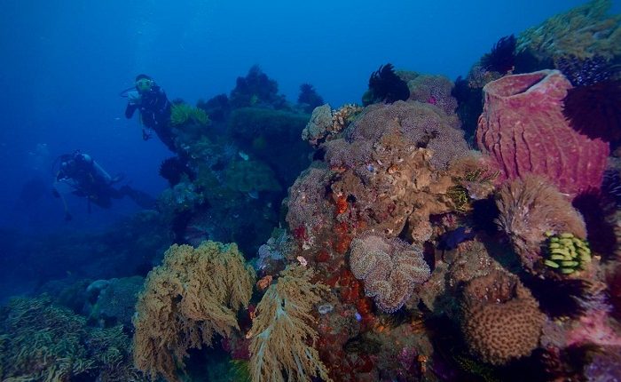 Peluang Usaha di Pantar Barat Laut Kab. Alor, Nusa Tenggara Timur Potensi Ekonomi yang Menjanjikan