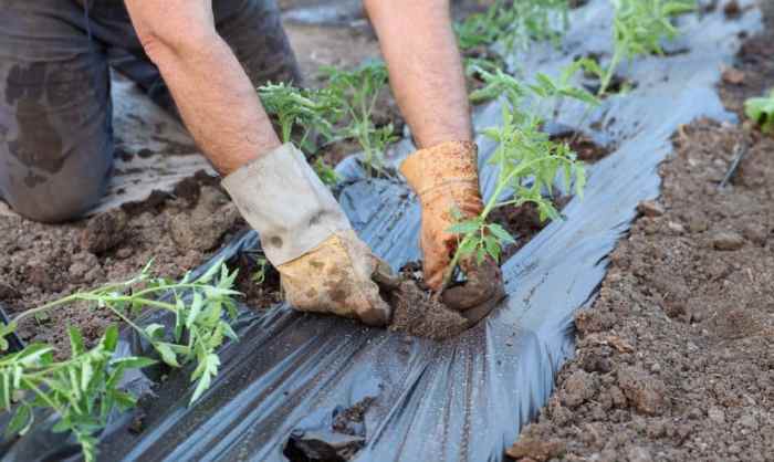 Peluang Usaha di Panai Hilir Kabupaten Labuhanbatu, Sumatera Utara