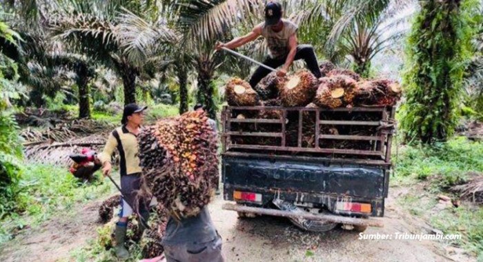 Peluang bisnis di Sumay Kab. Tebo, Jambi