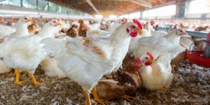 Usaha yang menjanjikan di Lawang Wetan Kab. Musi Banyuasin, Sumatera Selatan