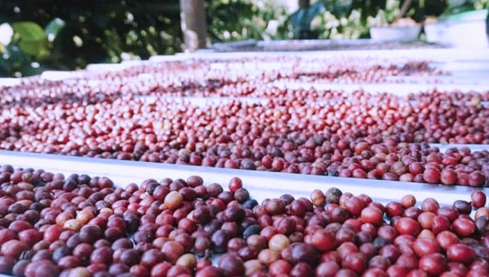 Peluang Bisnis di Poncol, Magetan Potensi dan Strategi Sukses