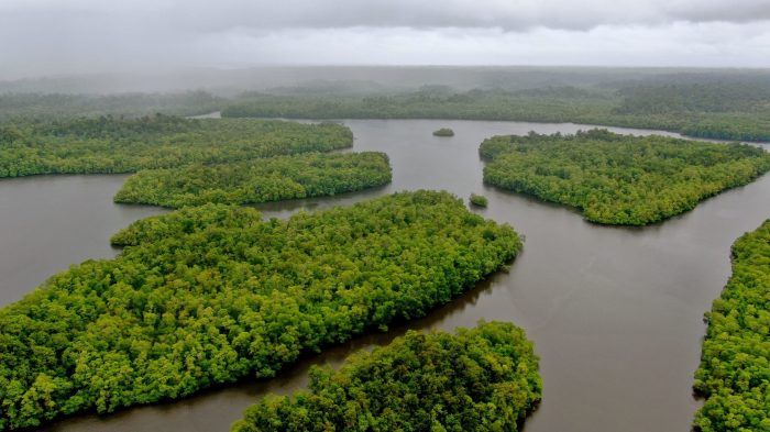 Peluang Bisnis di Aru Tengah Membuka Gerbang Ekonomi di Kepulauan Aru, Maluku