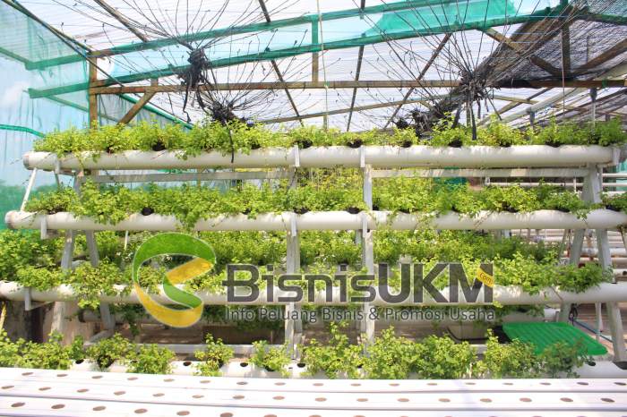 Peluang Bisnis Hidroponik Tanam Untung di Era Modern