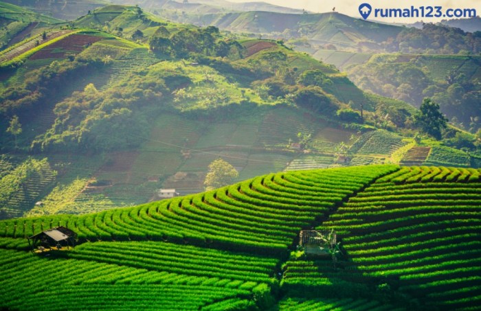 Peluang Bisnis di Sukahaji Kab. Majalengka, Jawa Barat Potensi Menjanjikan di Bumi Pertiwi