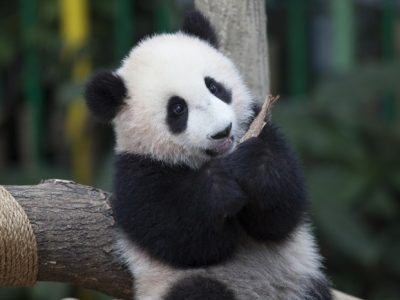Shopee Affiliate di Pandanarum, Banjarnegara