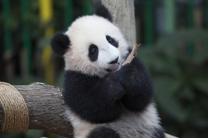 Shopee Affiliate di Pandanarum, Banjarnegara Tawarkan Peluang Menarik