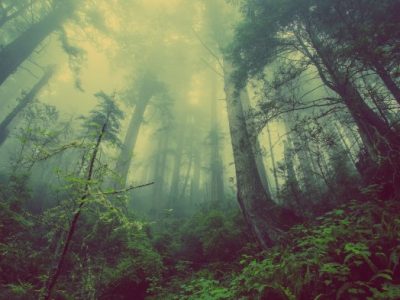 Affiliate Tiktok di Leuwisadeng, Bogor