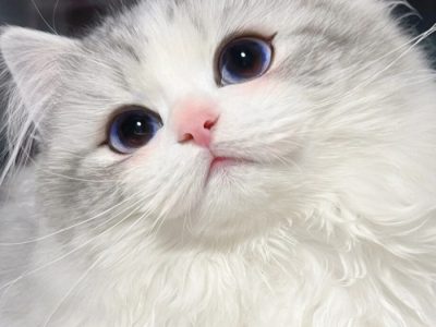 Affiliate Tiktok di Karawang Timur, Karawang