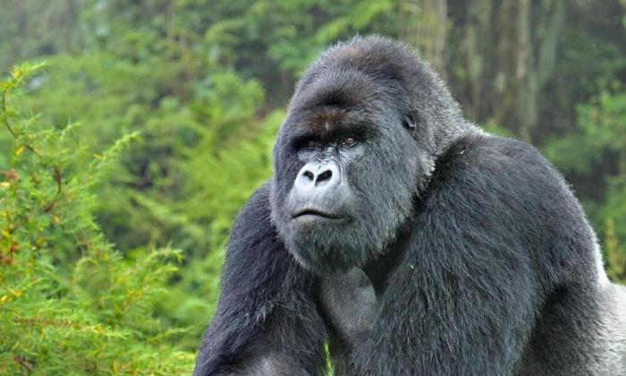 Affiliate Tiktok di Doko, Blitar Memaksimalkan Peluang
