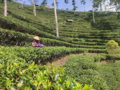 Jasa SEO di Samigaluh, Kulon Progo