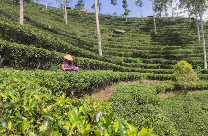 Jasa SEO di Samigaluh, Kulon Progo untuk Kesuksesan