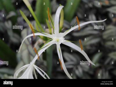 Cara Membuat Blog Gratis