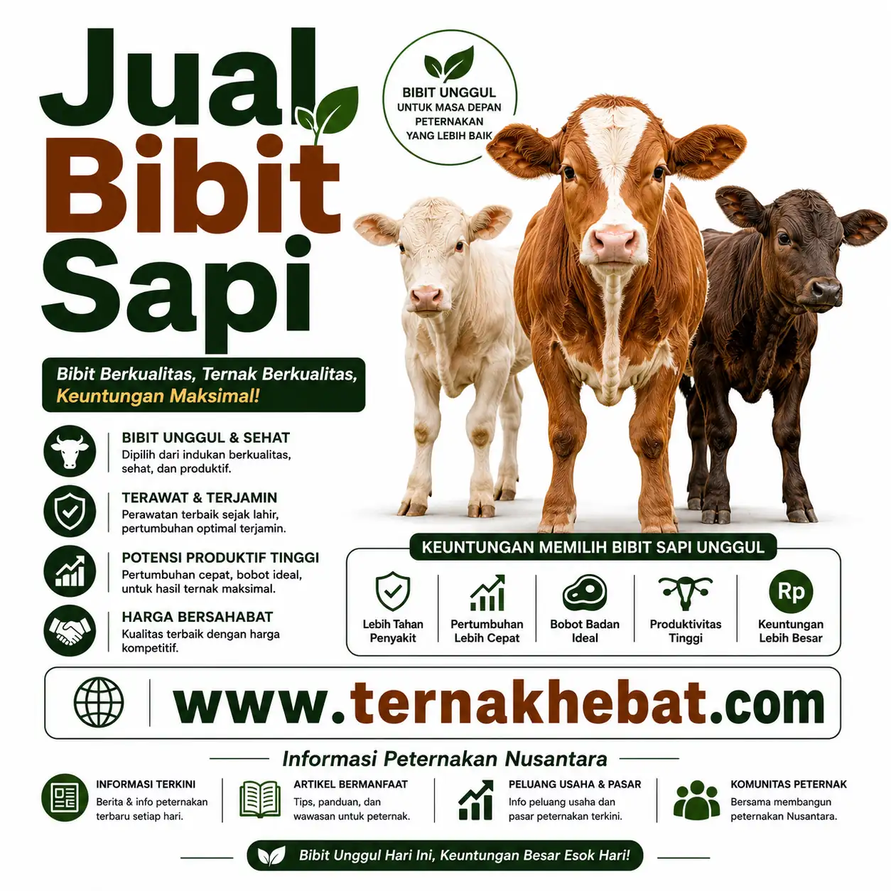 Kambing Boer
