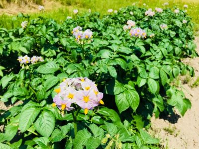 Jasa Pembuatan Website di Kebumen, Kabupaten Kebumen