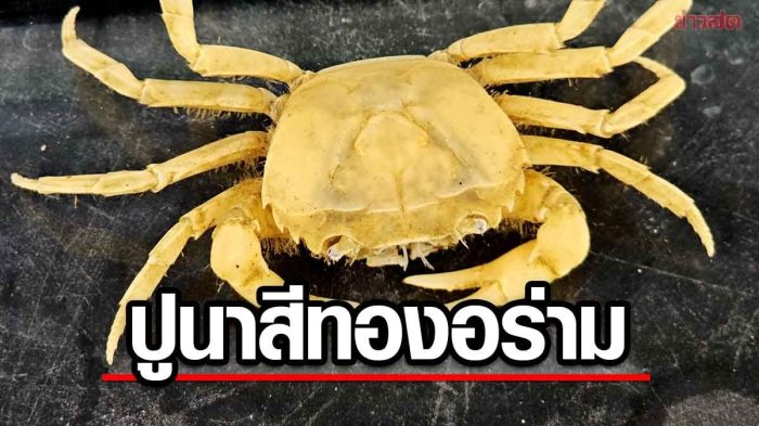 Tiktok Affiliate di Rowokangkung, Lumajang